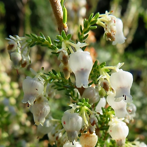 Erica glomiflora var. glomiflora flowers