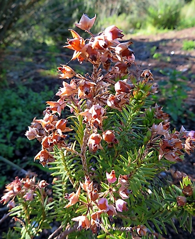 Erica taxifolia brown on top