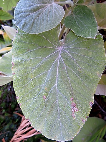 Helichrysum populifolium leaves