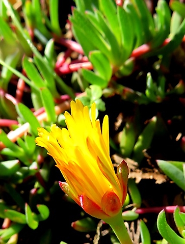 Lampranthus reptans furled corolla, coloured calyx