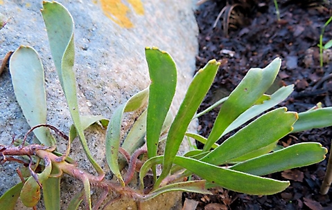 Leucospermum hypophyllocarpodendron subsp. hypophyllocarpodendron