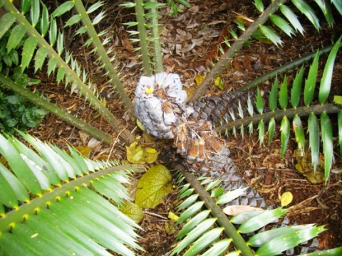 Encephalartos villosus with decaying cone remains