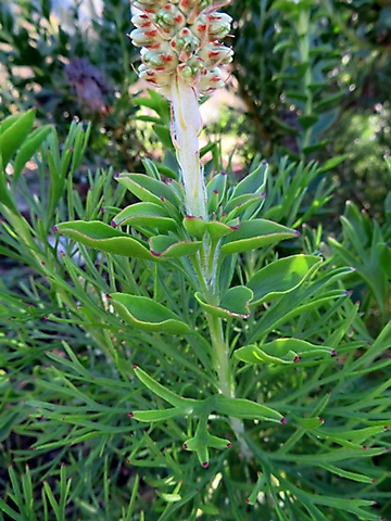 Paranomus reflexus intermediate leaf form