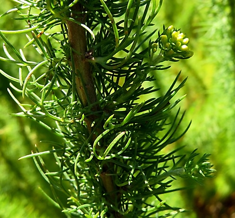 Phymaspermum acerosum leaves and buds