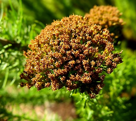 Phymaspermum acerosum floral remains