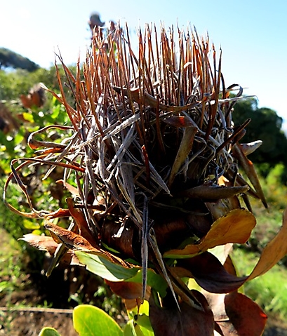 Protea eximia fruithead