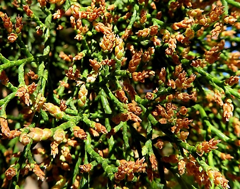 Widdringtonia nodiflora male cone abundance