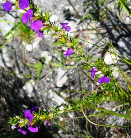 Muraltia heisteria flowers