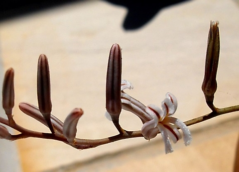 Haworthiopsis attenuata var. attenuata flowers