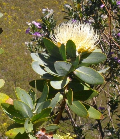 Protea nitida open waboom flowerhead