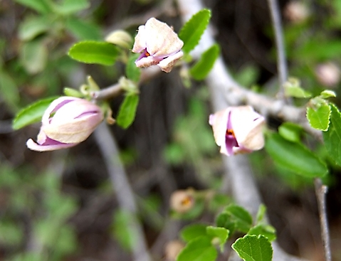 Grewia robusta buds opening