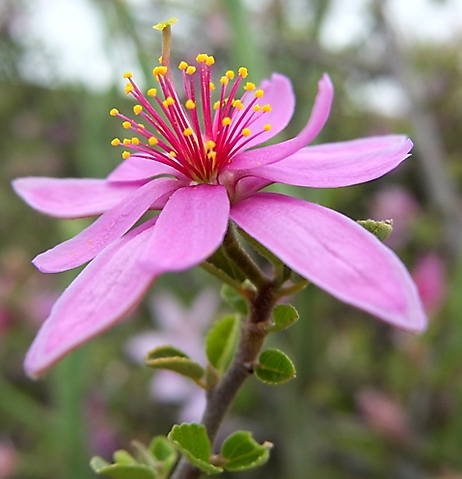 Grewia robusta flower