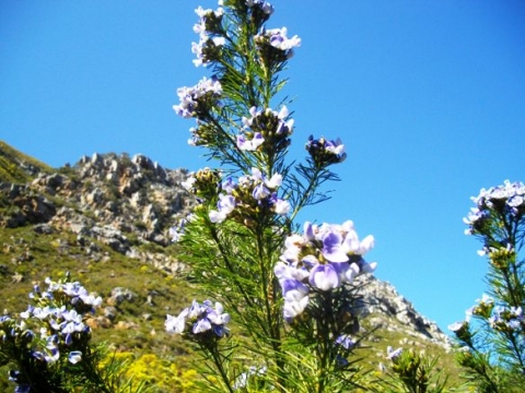 Psoralea pinnata on a mountain