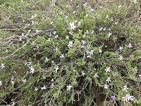Jamesbrittenia tortuosa spreading shrub