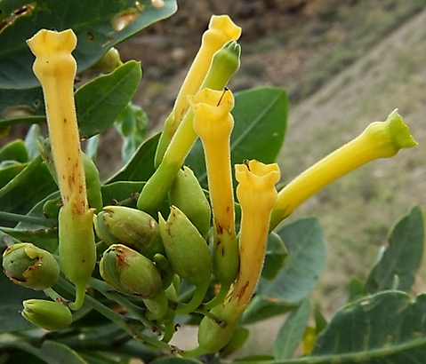 Nicotiana glauca flowers