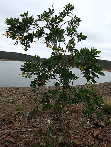 Nicotiana glauca shrub