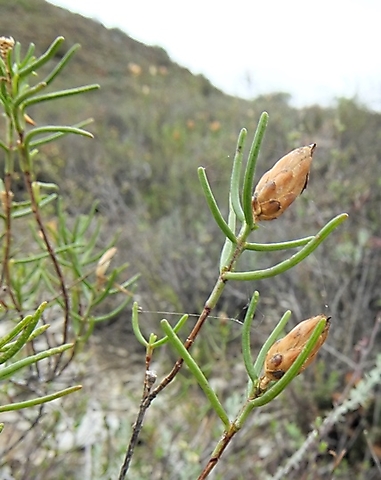 Pteronia flexicaulis blunt leaf-tips