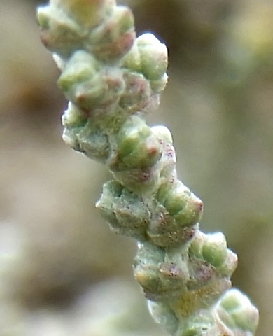 Salsola tuberculata leaves