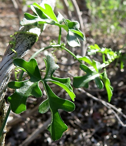 Kedrostis capensis leaves