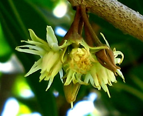 Mimusops zeyheri flower cluster