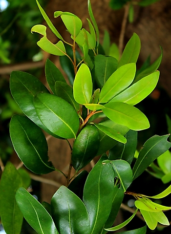 Mimusops zeyheri leaves