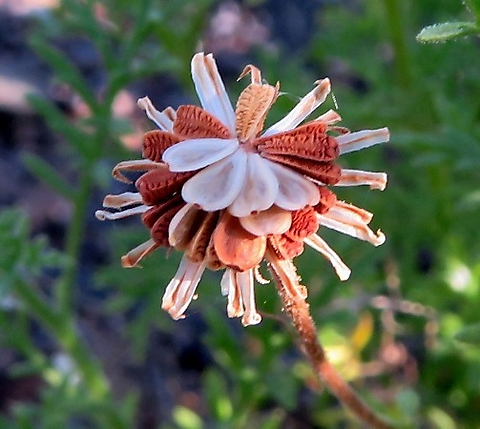 Garuleum bipinnatum flat seeds