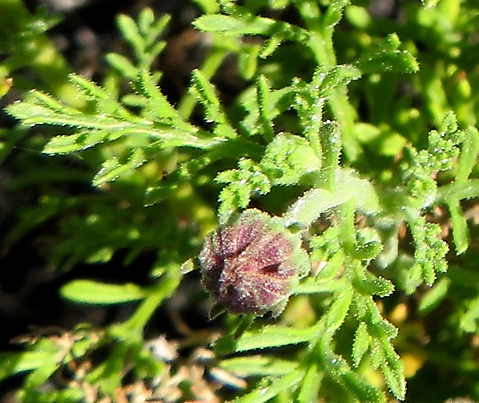 Garuleum bipinnatum bud pouting
