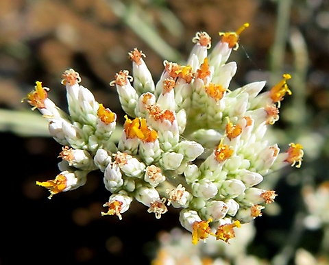 Helichrysum zeyheri some open florets