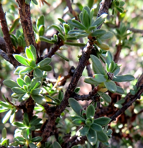 Lasiosiphon deserticola stems and leaves