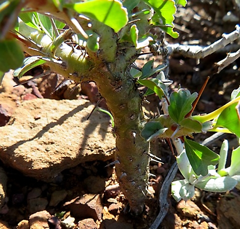 Monsonia crassicaulis stem of a young plant