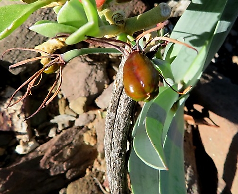 Ornithoglossum undulatum unripe fruit