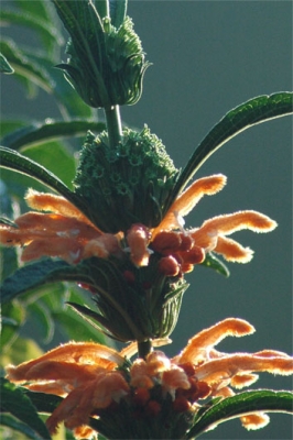 Leonotis ocymifolia flower close-up