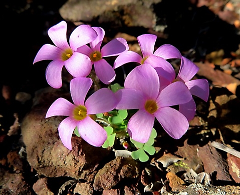Oxalis punctata flowering pink
