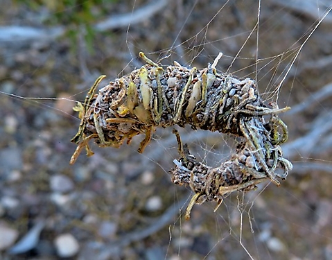 Stone-nest spider  nest