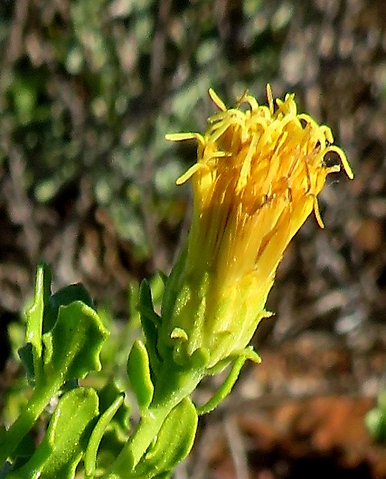 Pegolettia baccaridifolia flowerhead