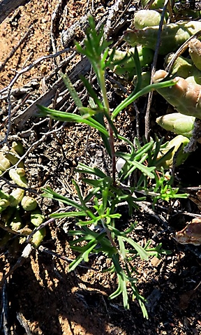 Pelargonium karooicum young plant