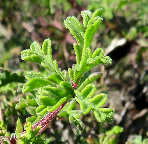 Pelargonium trifidum new leaf