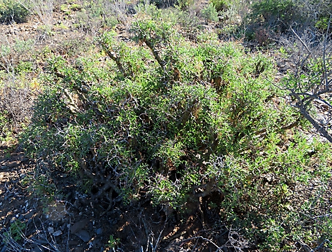 Pelargonium crithmifolium many stems