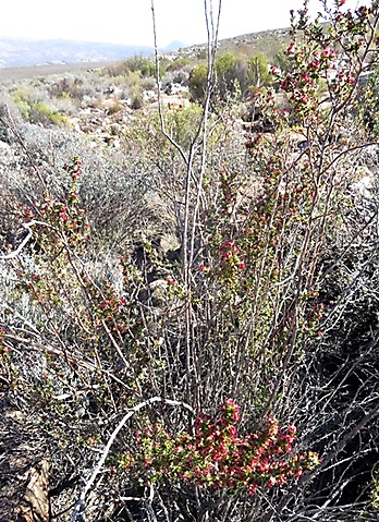 Cliffortia ruscifolia var. ruscifolia at Kagga Kamma