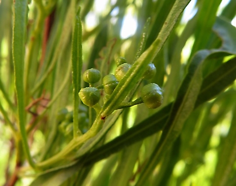 Dodonaea viscosa var. angustifolia buds