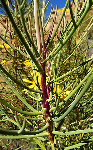 Euryops speciosissimus purple stem