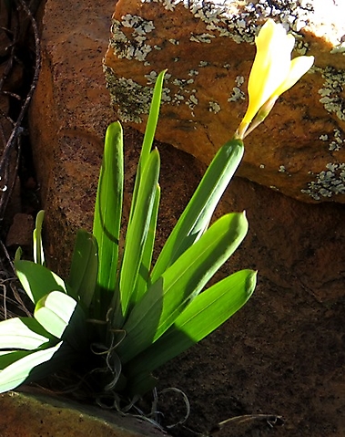 Freesia occidentalis leaves