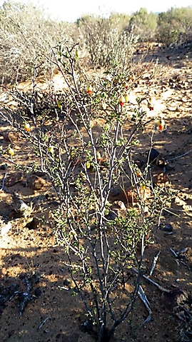 Hermannia cuneifolia as lush as its surroundings