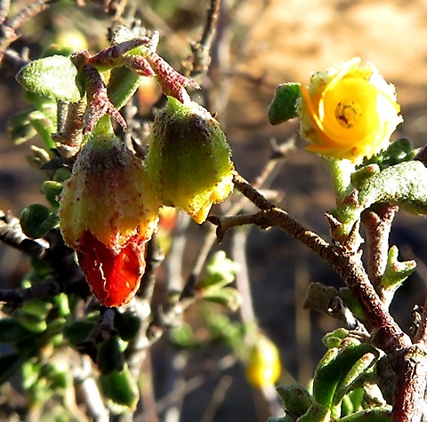 Hermannia cuneifolia floral stages