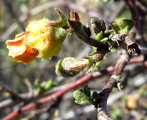 Hermannia cuneifolia bracts or mini-leaves