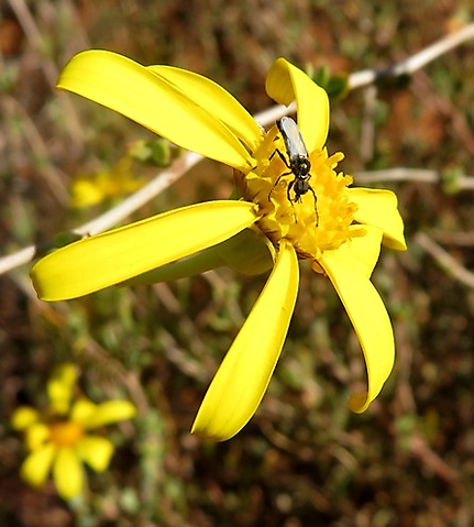 Othonna coronopifolia flowerhead