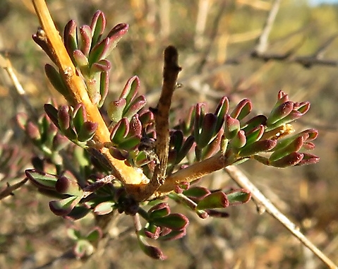 Othonna coronopifolia leaves partly purple-red