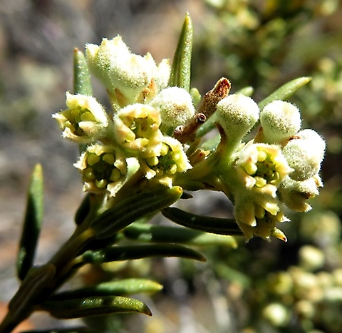 Phylica rigidifolia buds and open flowers