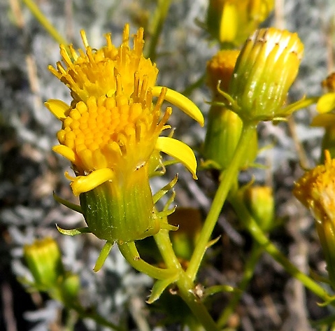 Senecio cinerascens flowerheads