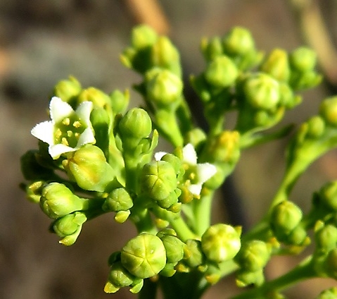 Thesium strictum flower and buds